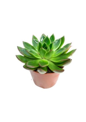 Mini succulents Haworthia 4-6cm per piece - Image 2