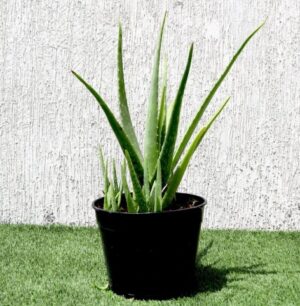 Aloe Vera Outdoor
