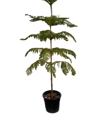 Arocaria