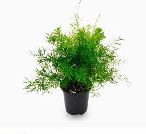 Asparagus Fern 20-30cm