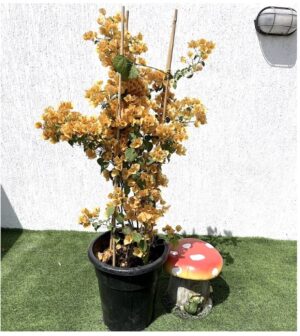 Bougainvillea Gold 0.8-1.5m