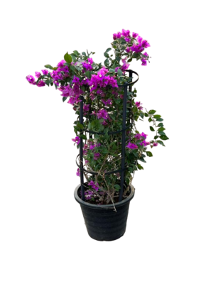 Bouganvillea Purple