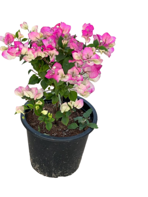 Bouganvillea pink