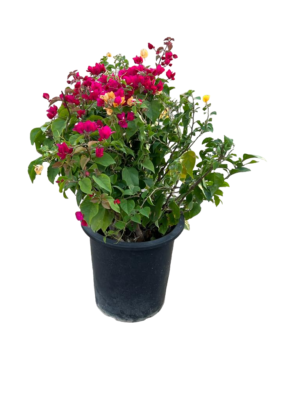 Bouganvillea round