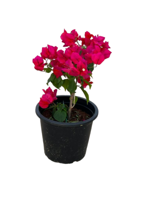 Bouganvillea thailand