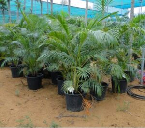Chrysalidocarpus lutescens or Areca palm (Outdoor)