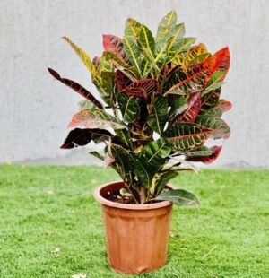 Croton Petra