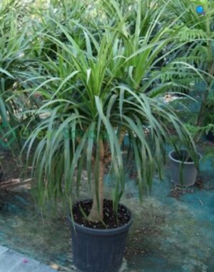Dracaena draco, Drago or Dragon Tree