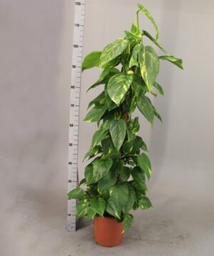 Epipremnum aureum or Money Plant (Outdoor)