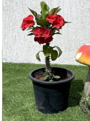 Euphorbia Holland or Crown Of Thorns