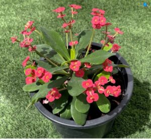 Euphorbia millii Or Crown of Thorns