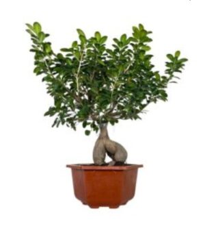 Ficus Bonsai (Ficus Retusa) (Outdoor)