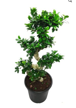 Ficus Bonsai S Shape (Outdoor)