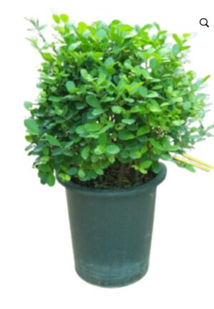 Ficus Panda Ball Shaped (Outdoor)