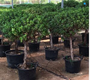 Ficus diversifolia “Single head”