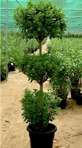 Ficus diversifolia