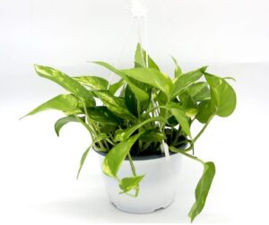 Hanging Money Plant