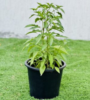 Hot Chilli Plant