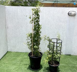 Jasminum grandiflora Or Jasmine Climber 0.8 – 1.5m