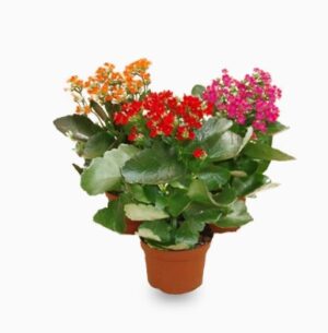 Kalanchoe blossifeldiana (Indoor)