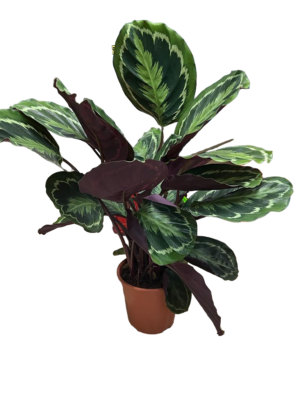 Kalathia Indoor