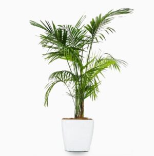 Areca Palm