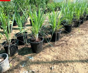 Lemon Grass or Cymbopogon citratus 40 – 60cm