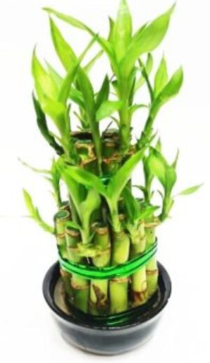 Lucky Bamboo (Indoor)