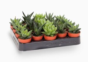 Mini succulents Haworthia 4-6cm per piece