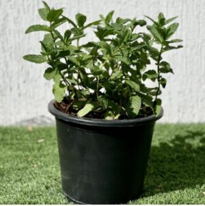 Mint Plant