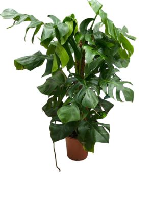 Monstera