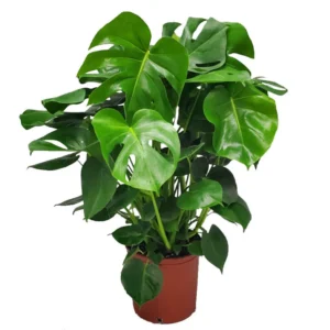 Monstera - Image 2