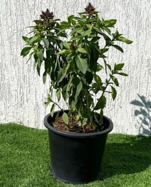 Ocimum Basilicum or Rehan Herb 30 – 50cm