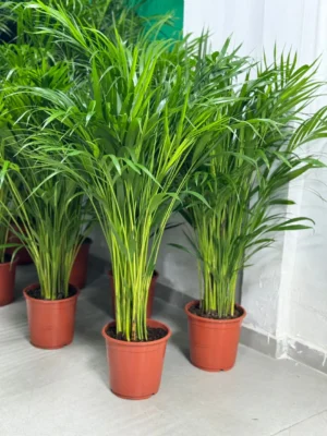 Areca Palm - Image 2