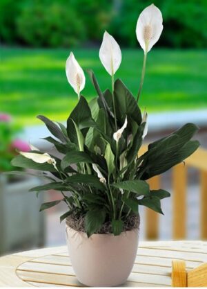 Peace Lily small
