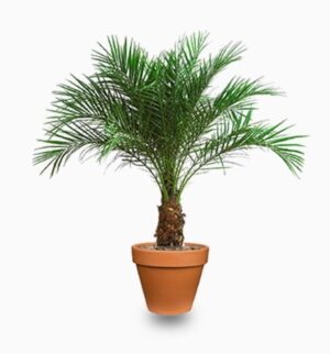Phoenix roebelenii (Outdoor)