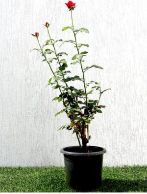 Rose Plant 0.3-0.4cm