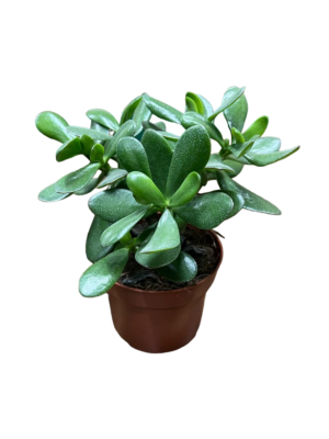 Succulent