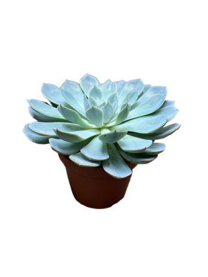 Succulents