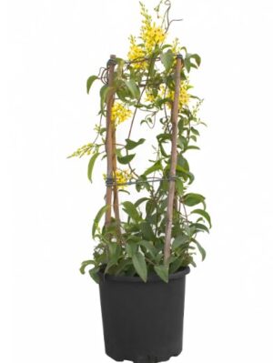 Tristellateia australasiae or Shower of Gold Climber