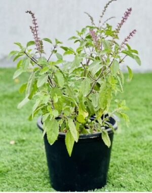 Tulsi