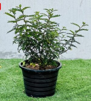 Zanthoxylum Odorum 30 – 50cm