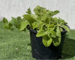 oregano Herb “Ajwain”