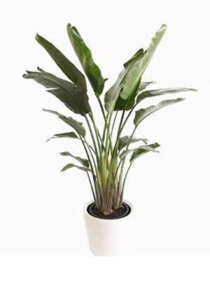Bird of Paradise Indoor