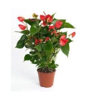 Anthurium