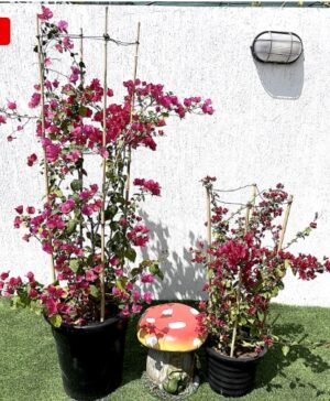 Bouganvillea Spectabilis Small
