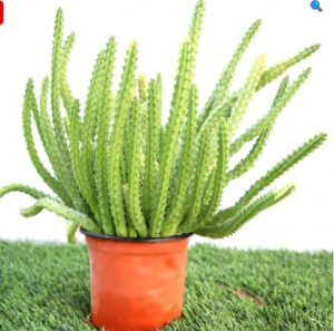 Carraluma Cactus
