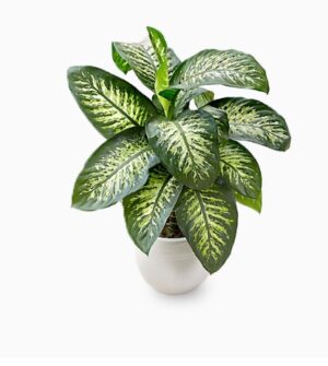 Dieffenbachia
