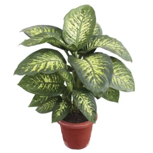 Dieffenbachia - Image 2