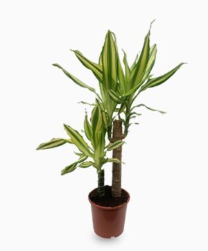 Draceana Fragrans 2pp
